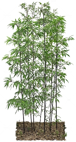 茂盛竹子素材背景