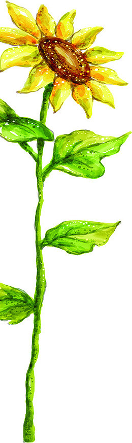 水彩画向日葵秋高气爽