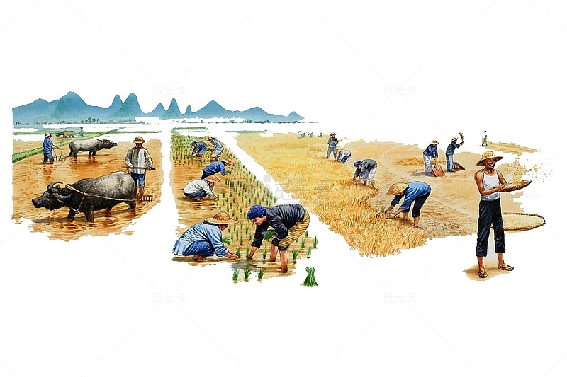 水彩插画农田种植水稻的农民