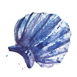 手绘贝壳矢量图下载