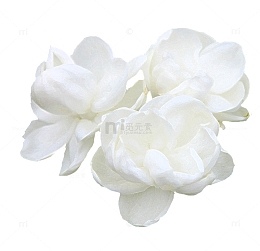 白色茉莉花