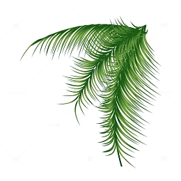 椰子树矢量素材