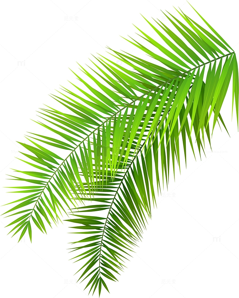 大自然绿色棕榈树树叶