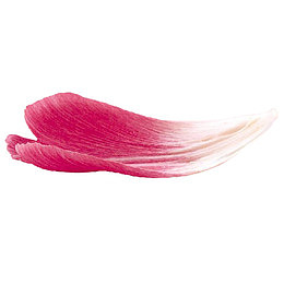 粉色花瓣
