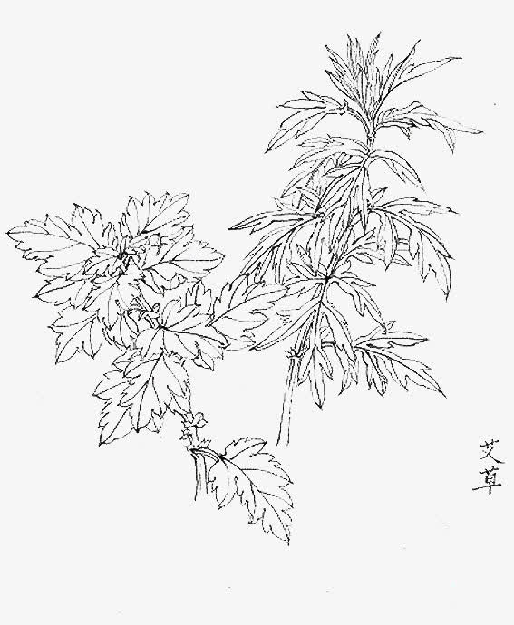 手绘黑白植物艾叶