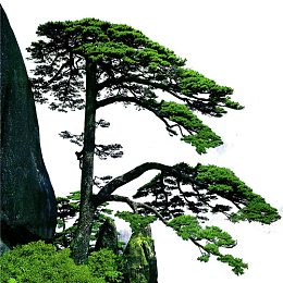 卡通迎客松和山峰装饰