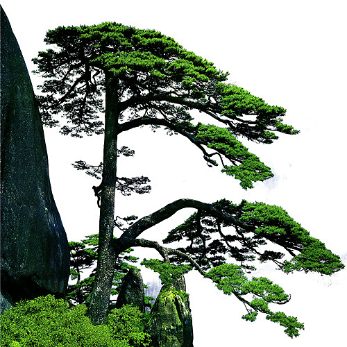 卡通迎客松和山峰装饰