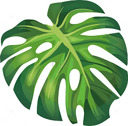 绿色夏季芭蕉叶