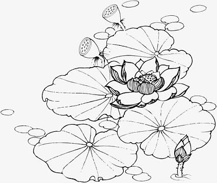 手绘简笔画睡莲