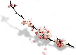 梅花素材
