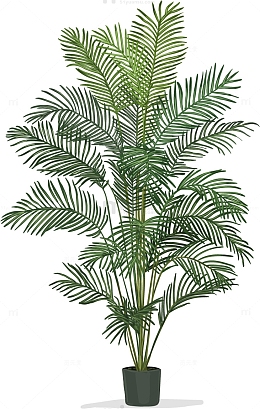 大型盆栽植物