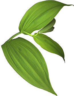 手绘花草素材绿植花卉