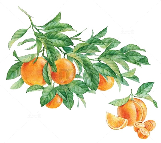 手绘橙子