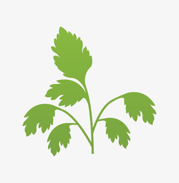 绿色手绘的菜叶子