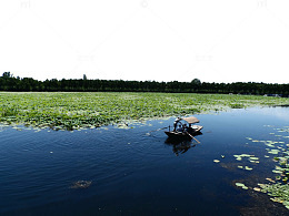 河北白洋淀风景图