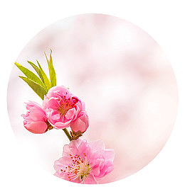 醉美桃花季桃花节旅游宣传海报