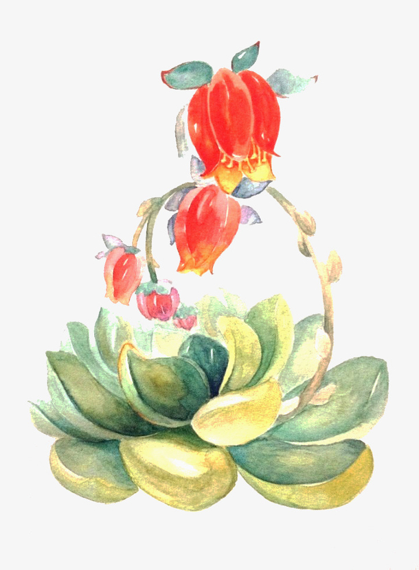 关键词 : 红色,灯笼花,绿叶,植物[声明] 觅元素所有素材为用户免费