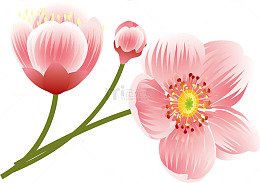 桃花枝水墨粉红桃花