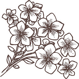 手绘黑色清新小花插画
