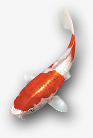 金鱼写实红