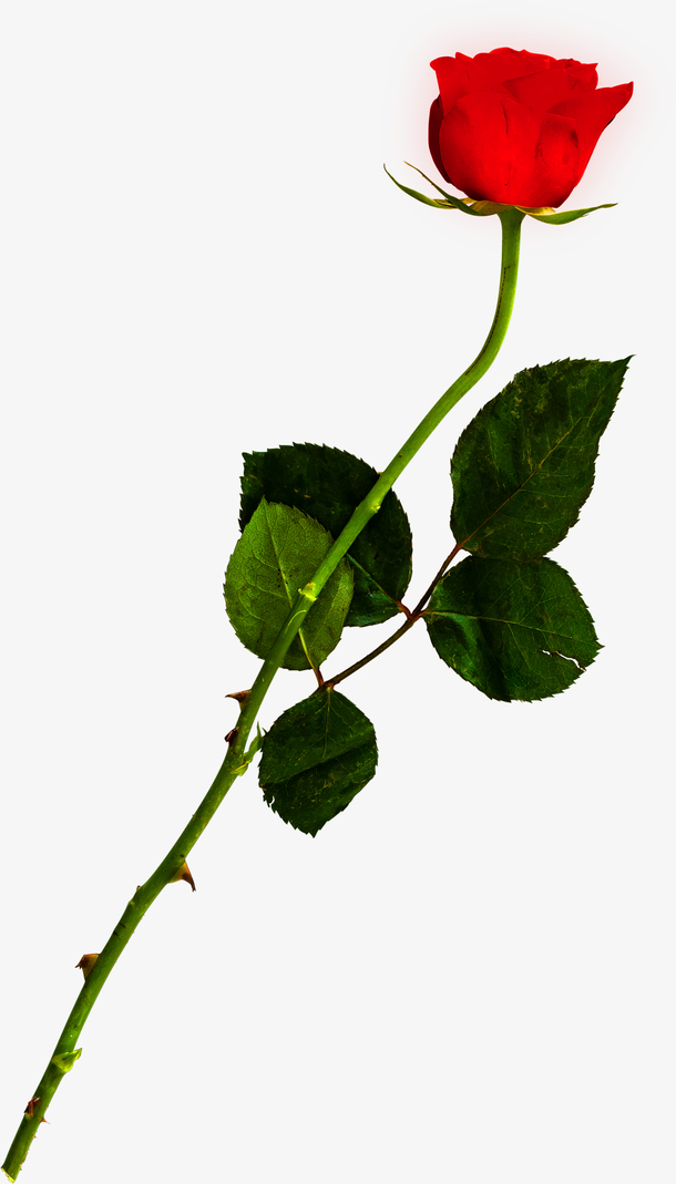 绿色情人节玫瑰花束素材免费下载_觅元素