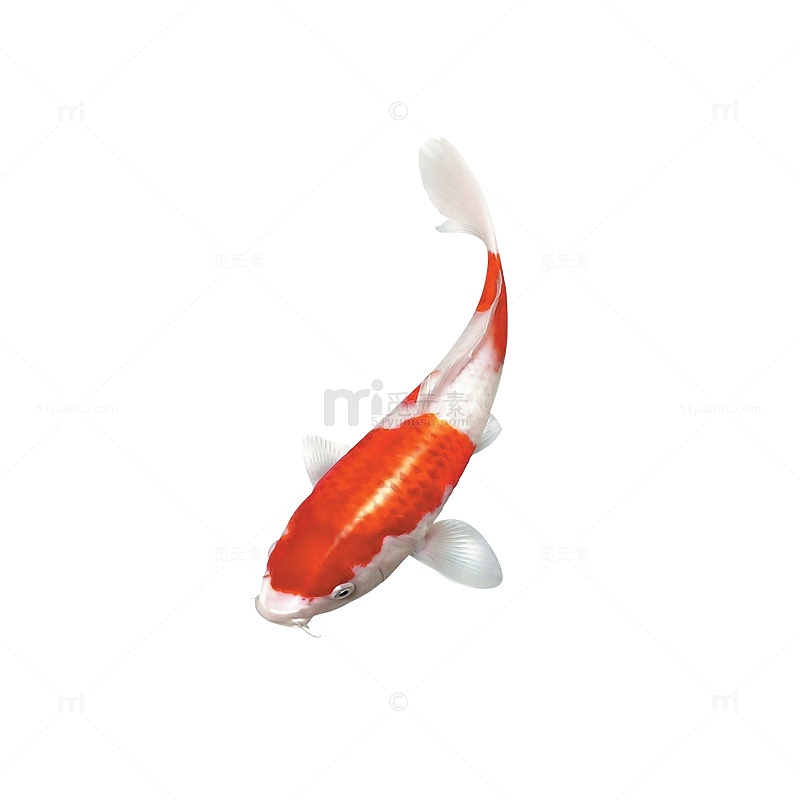 红色新年春节鲤鱼元素