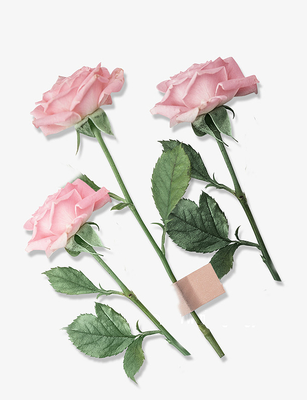 三只粉色的玫瑰花