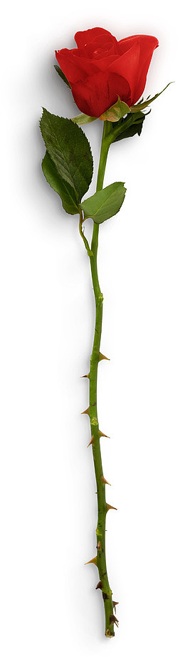 一支玫瑰花