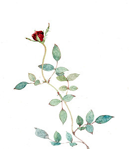 荆棘玫瑰花图片素材