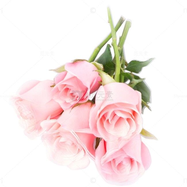 粉红色的玫瑰花朵