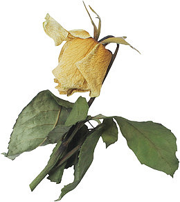 干枯玫瑰花素材