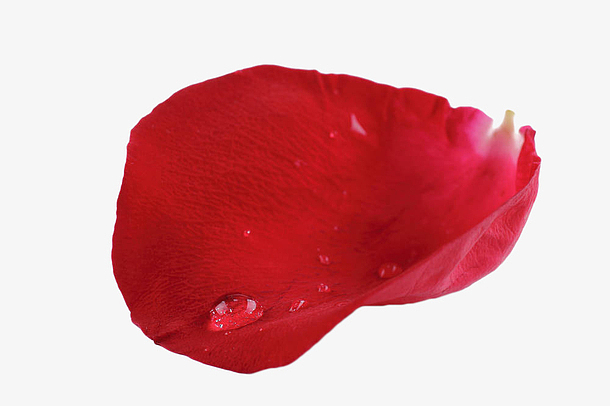 红色花瓣与露珠