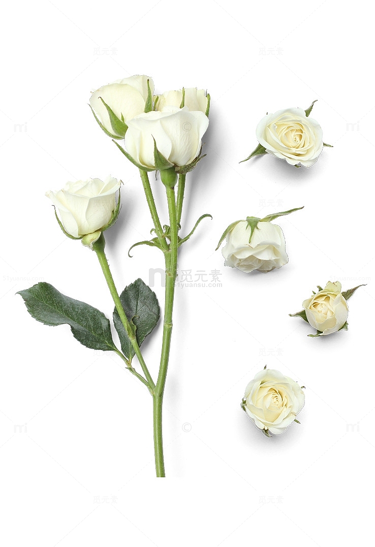 白色小清新玫瑰花