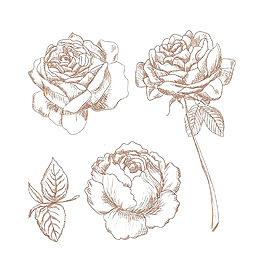 素描玫瑰花