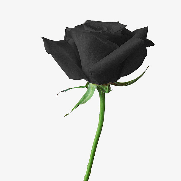 诱人的黑色玫瑰