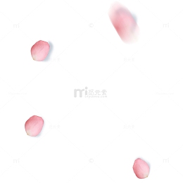 飘零的玫瑰花瓣