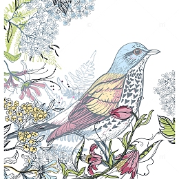 矢量手绘彩色花鸟插画