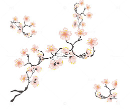 真花花朵花卉下载