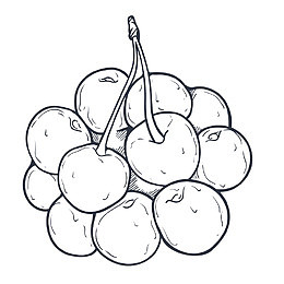 水果樱桃黑色素描