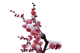 雪花有了梅花的点缀