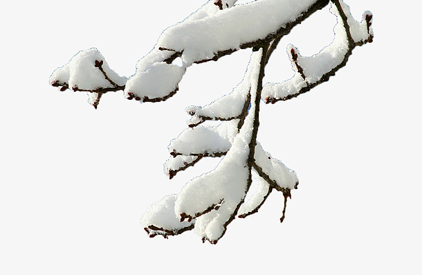 雪压枯枝