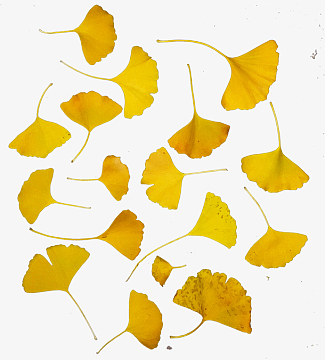 叶子矢量图形素材_叶子矢量图形图片元素-觅元素