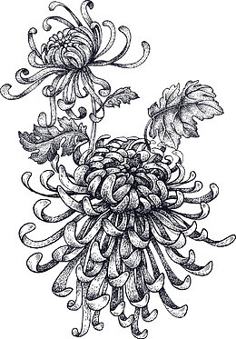 盛开的素描菊花