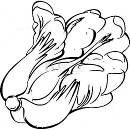 蔬菜白菜简笔画食物