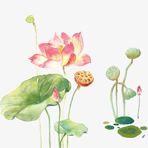 彩色手绘装饰荷叶设计图