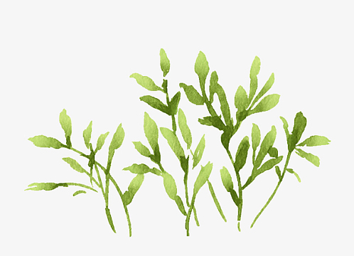 水彩手绘花朵背景psdjpg水墨小草植物简图png水墨水草png简笔小草叶子
