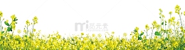 黄色油菜花背景图