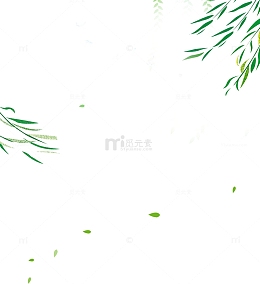 春季绿色柳树叶子