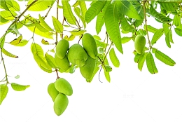 装饰 绿色 小清新 现代