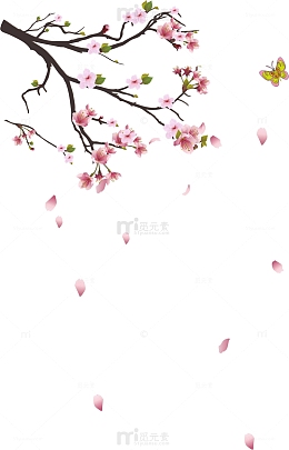 樱花树枝